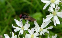 Chrysogaster cemiteriorum