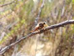 Stenopogon californiae