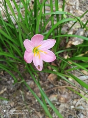 Zephyranthes macrosiphon