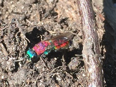 Chrysis viridula