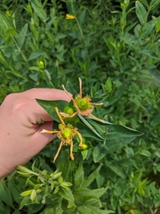 Hypericum ascyron
