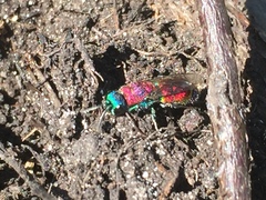 Chrysis viridula
