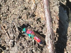 Chrysis viridula