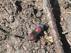 Chrysis viridula