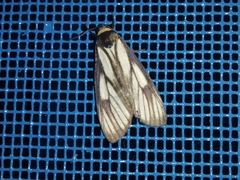 Macrobrochis prasena