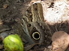 Caligo illioneus