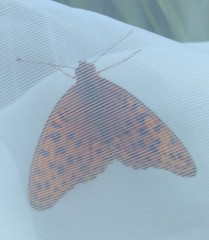 Argynnis
