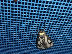 Macrobrochis prasena