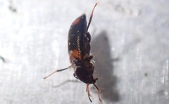 Optioservus