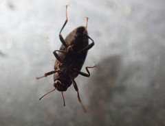 Optioservus