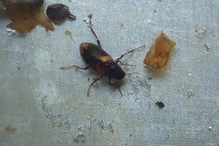 Optioservus