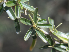 Atamisquea emarginata