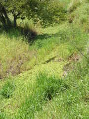 Pistia stratiotes