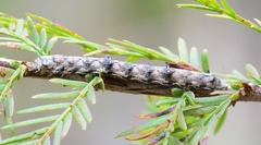 Iridopsis pergracilis