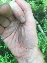 Carex trisperma