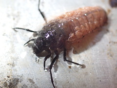 Dicosmoecus