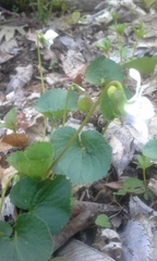 Viola macloskeyi