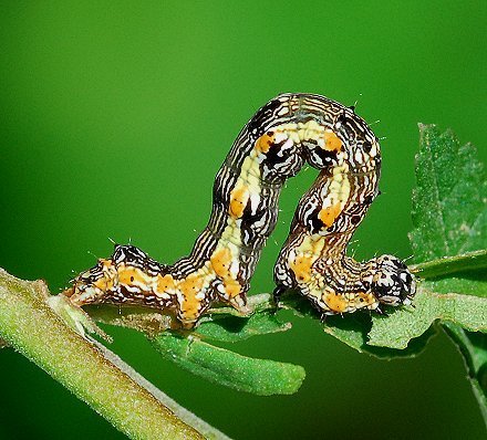 Yellow Spragueia Moth
