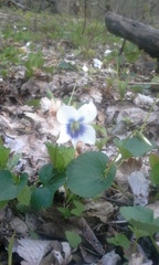 Viola macloskeyi
