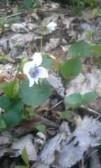 Viola macloskeyi