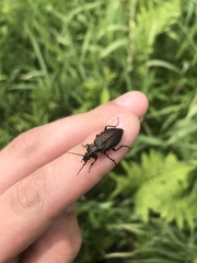 Carabus maeander