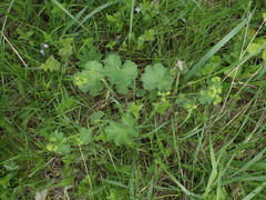 Alchemilla cheirochlora