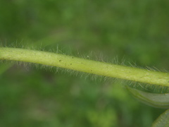 Alchemilla cheirochlora