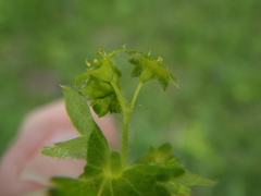 Alchemilla cheirochlora