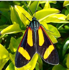 Cyanopepla submacula