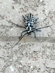 Plectrodera scalator