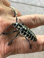 Plectrodera scalator