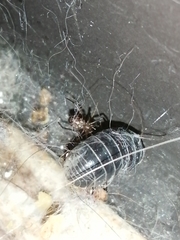 Steatoda albomaculata