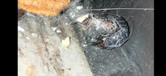 Steatoda albomaculata