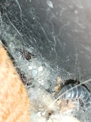 Steatoda albomaculata