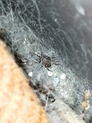 Steatoda albomaculata