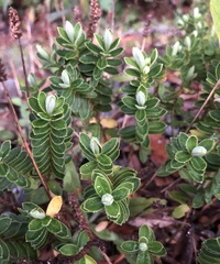 Veronica cockayneana