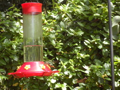 Chaetocercus heliodor