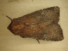 Apamea scoparia