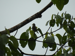 Vireo leucophrys