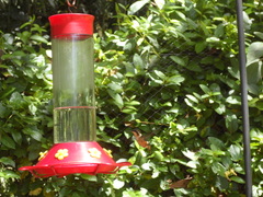 Chaetocercus heliodor