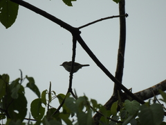 Vireo leucophrys