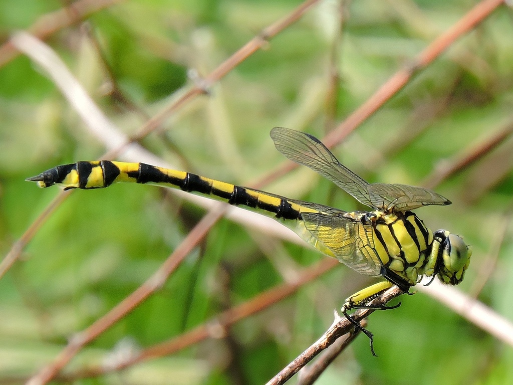 Gomphidia leonorae