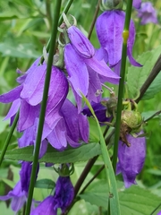 Campanula rapunculoides