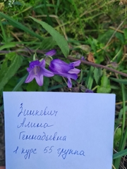 Campanula rapunculoides