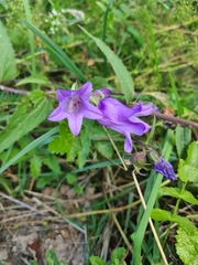 Campanula rapunculoides