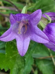 Campanula rapunculoides
