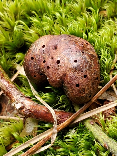Blueberry Stem Gall Wasp