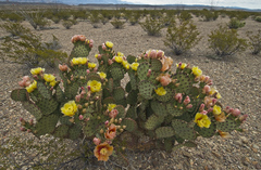 Opuntia azurea × rufida