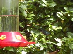 Chaetocercus heliodor