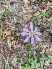 Sabatia capitata